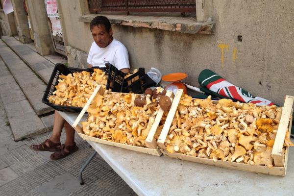 LES CHASSEURS DE CHAMPIGNONS DES PYRÉNÉES imatge