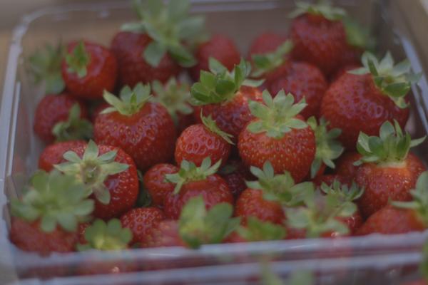 Fresas de Siscarri imatge